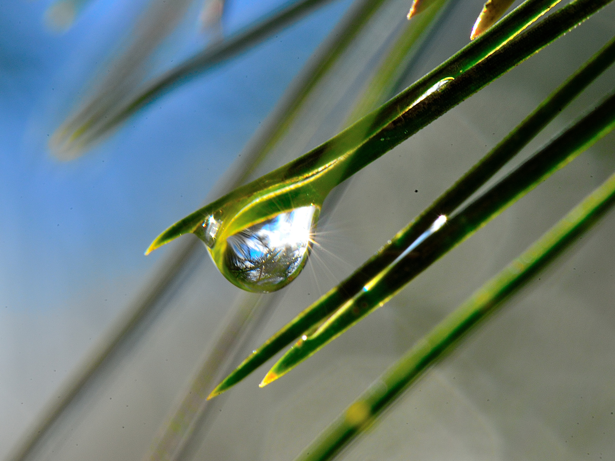 Nikon Df sample photo. Shine photography