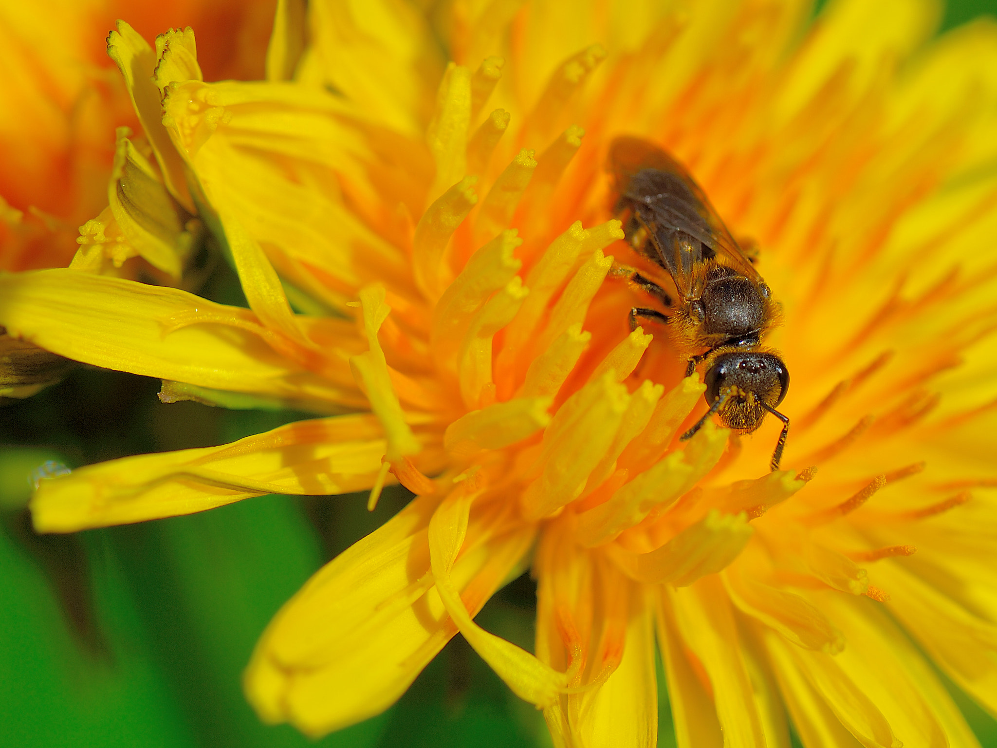 Nikon Df sample photo. Looking for lunch photography