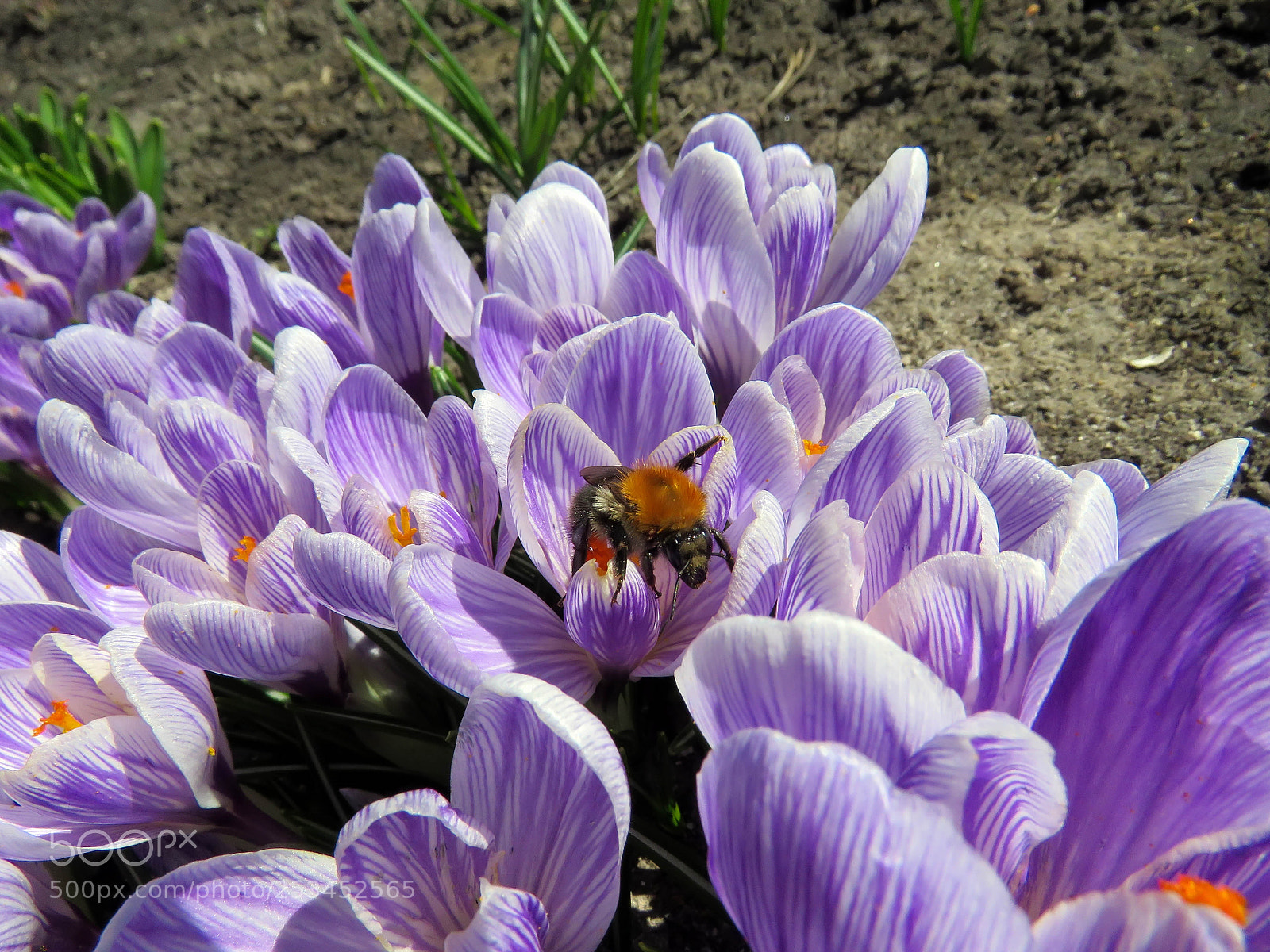 Canon PowerShot SX60 HS sample photo. Bumblebee on crocuses photography