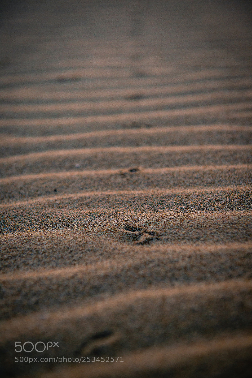Nikon D4S sample photo. Untitled photography