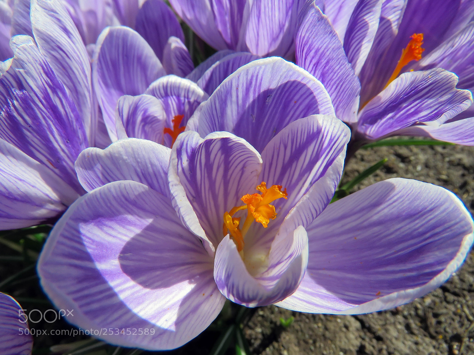 Canon PowerShot SX60 HS sample photo. Blossoming purple crocuses photography