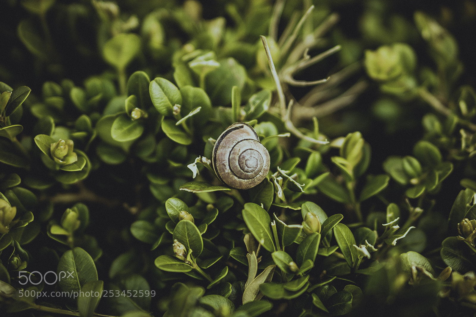 Sony a6000 sample photo. Shell photography