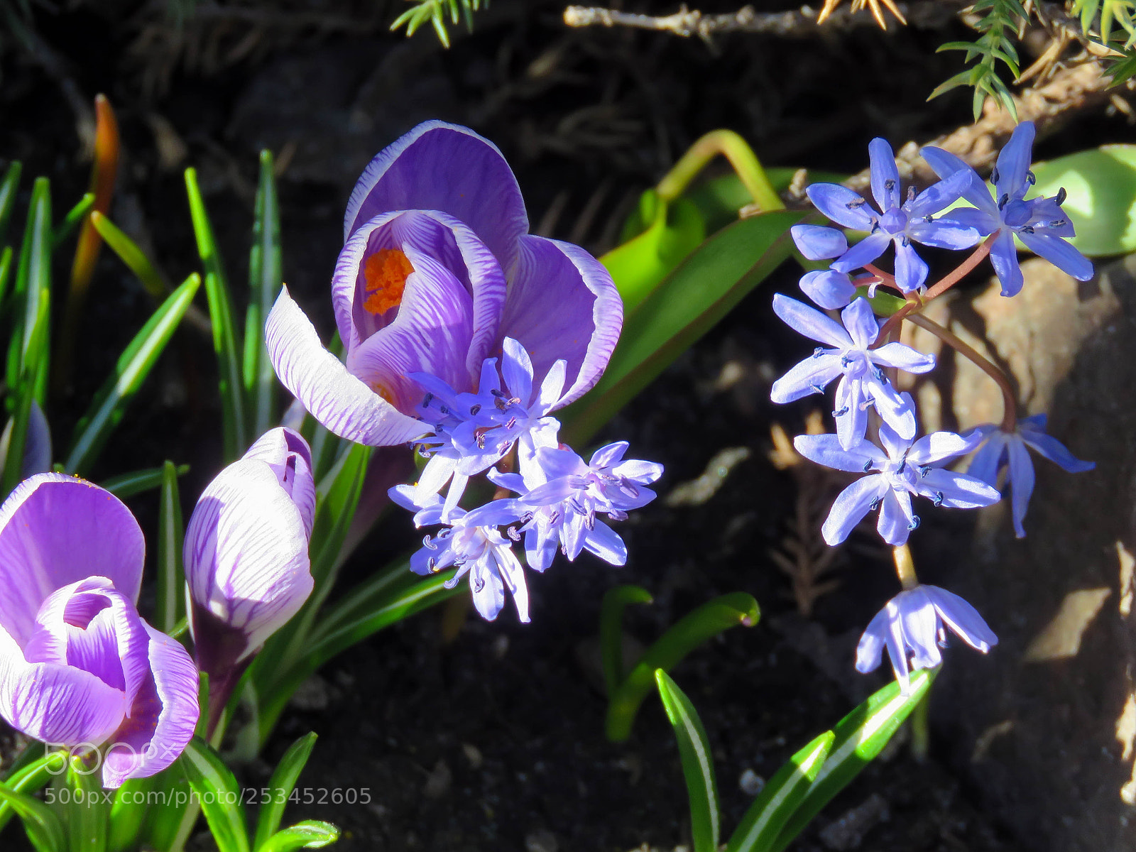 Canon PowerShot SX60 HS sample photo. Blossoming purple crocuses photography