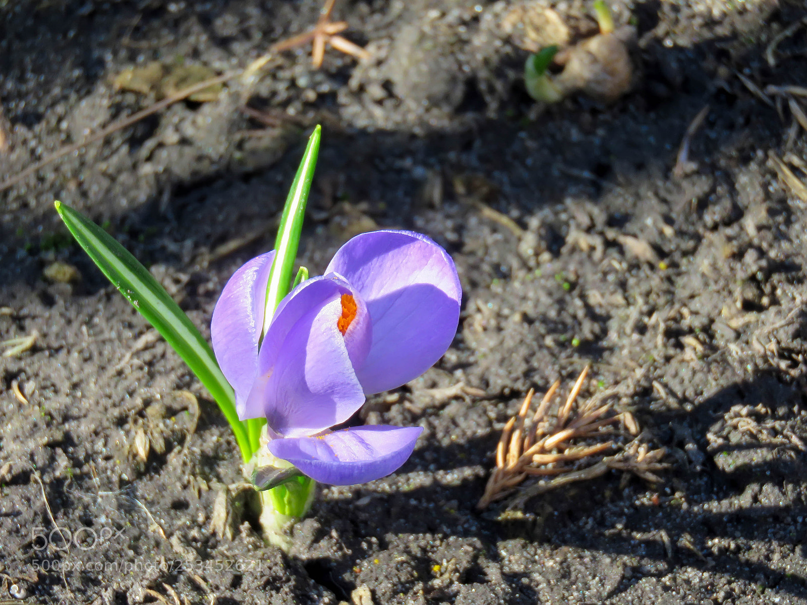 Canon PowerShot SX60 HS sample photo. Blossoming purple crocuses photography