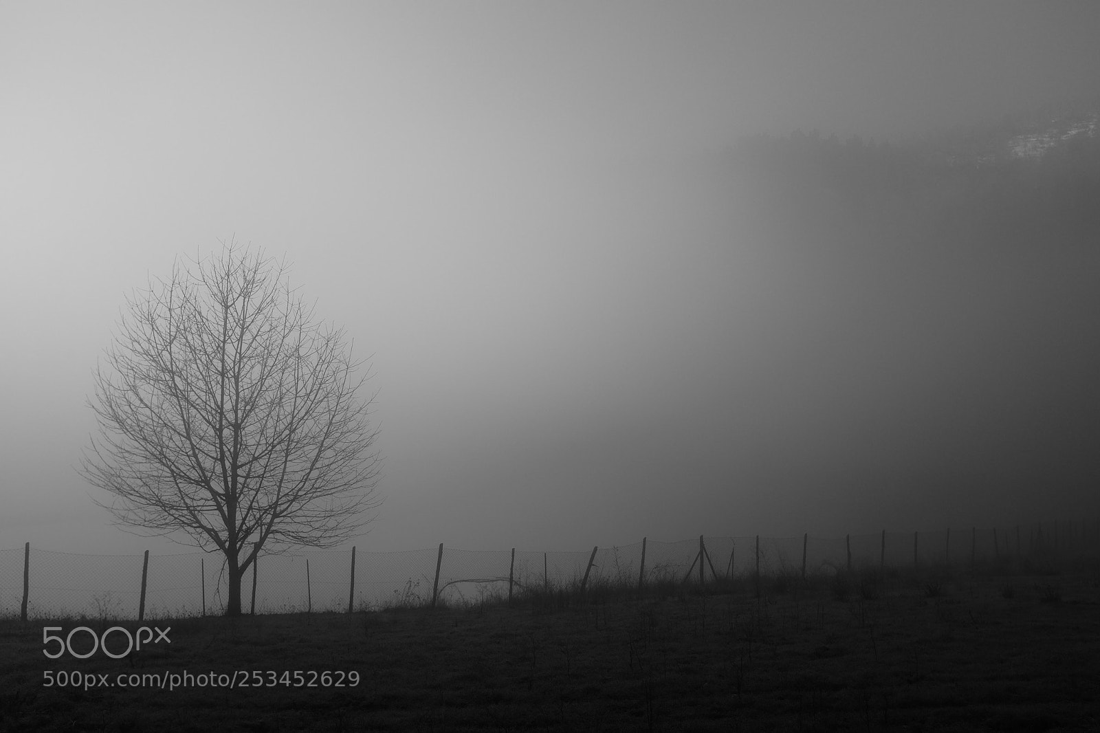 Fujifilm X100T sample photo. The fog photography