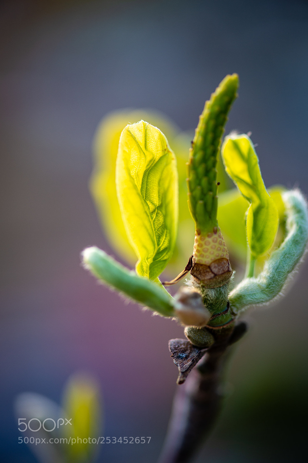 Nikon D4S sample photo. Untitled photography