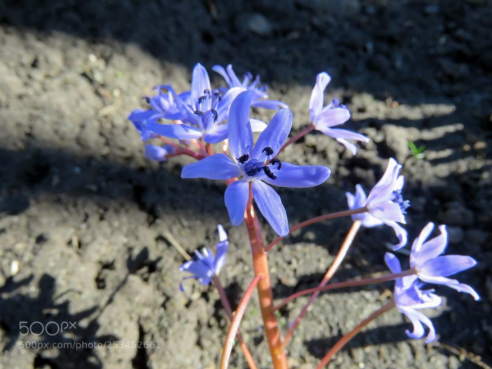 Canon PowerShot SX60 HS sample photo. Blooming blue snowdrops photography