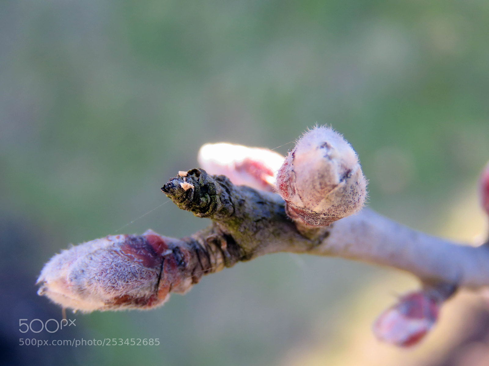 Canon PowerShot SX60 HS sample photo. Blossoming buds in the photography