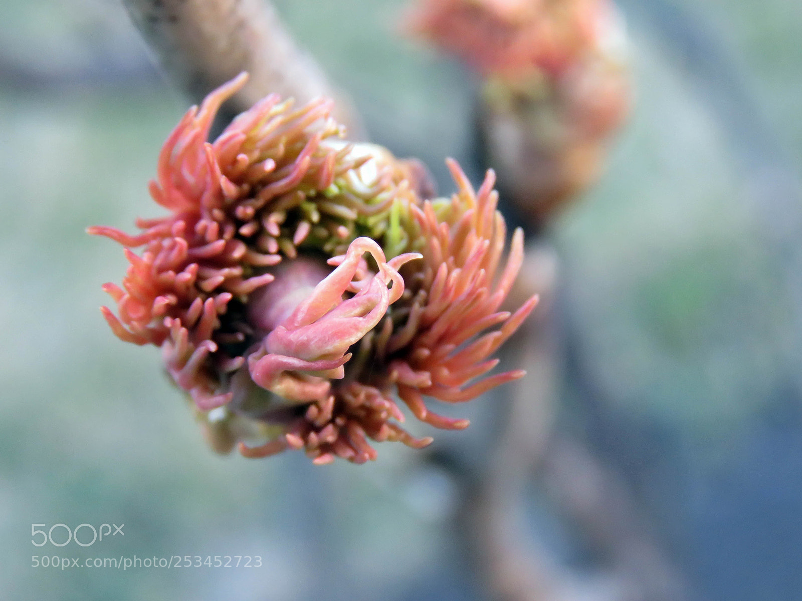 Canon PowerShot SX60 HS sample photo. Blossoming buds in the photography