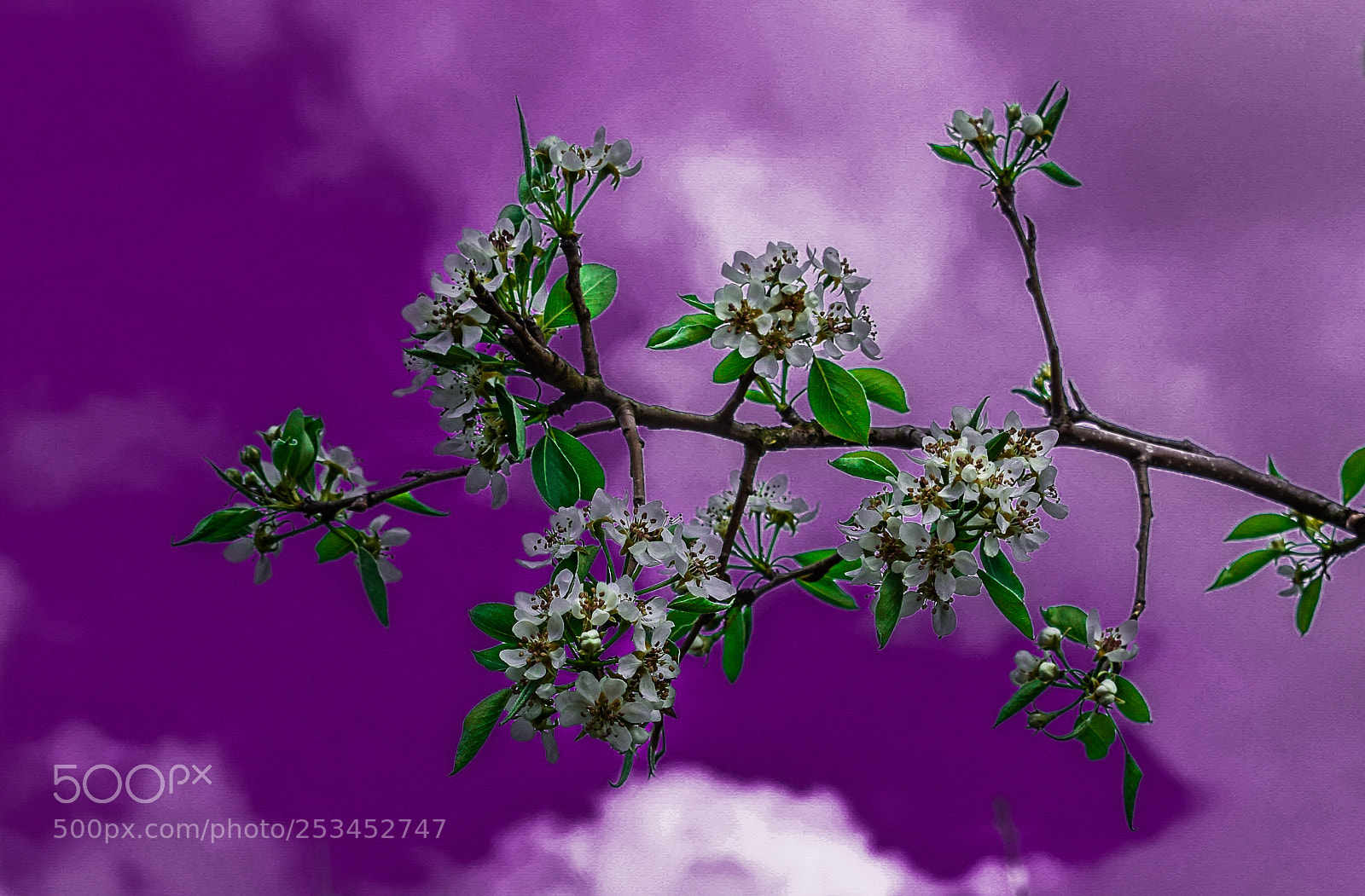 Nikon D5300 sample photo. Tree branch photography