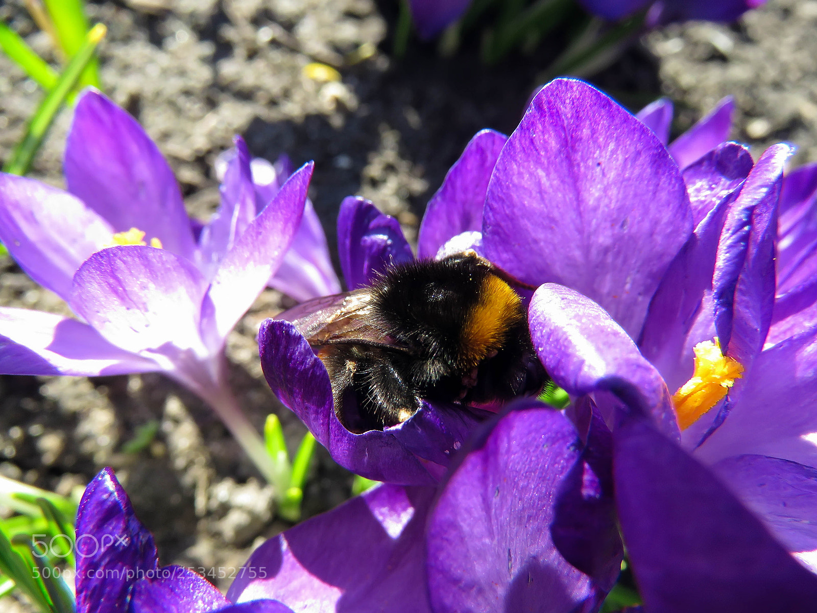 Canon PowerShot SX60 HS sample photo. Bumblebee on crocuses photography