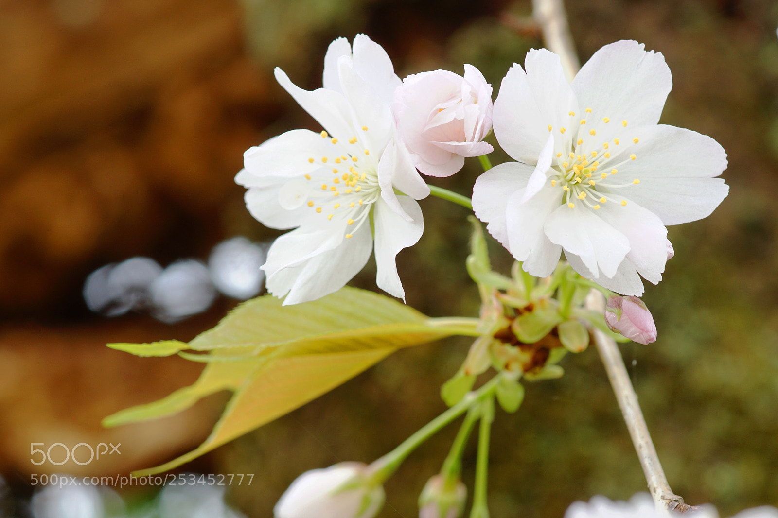 Sony ILCA-77M2 sample photo. (sakura color) photography
