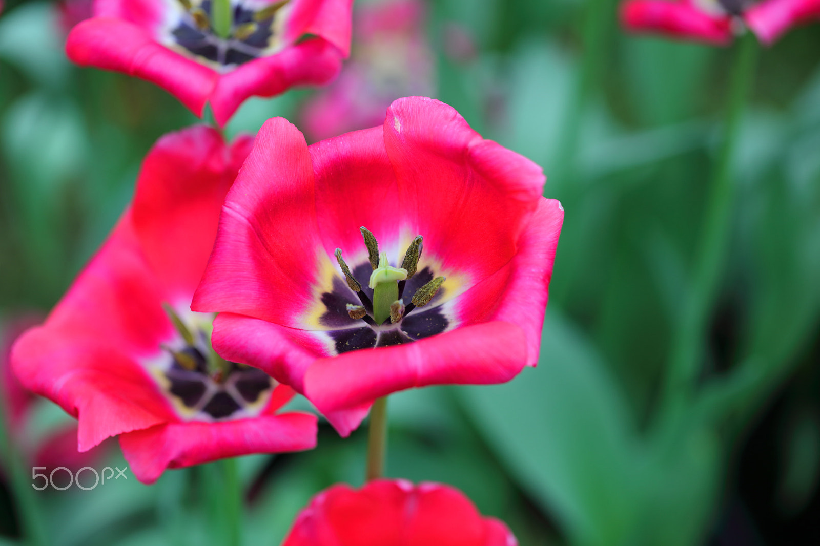 Canon EF 100mm F2.8L Macro IS USM sample photo. Blooming photography
