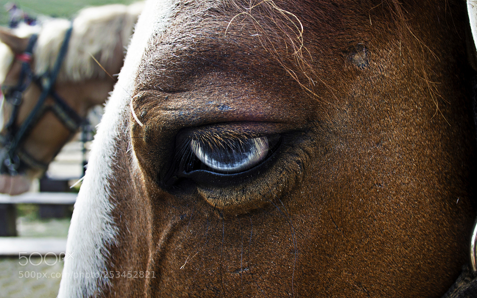Nikon D7000 sample photo. Horse photography