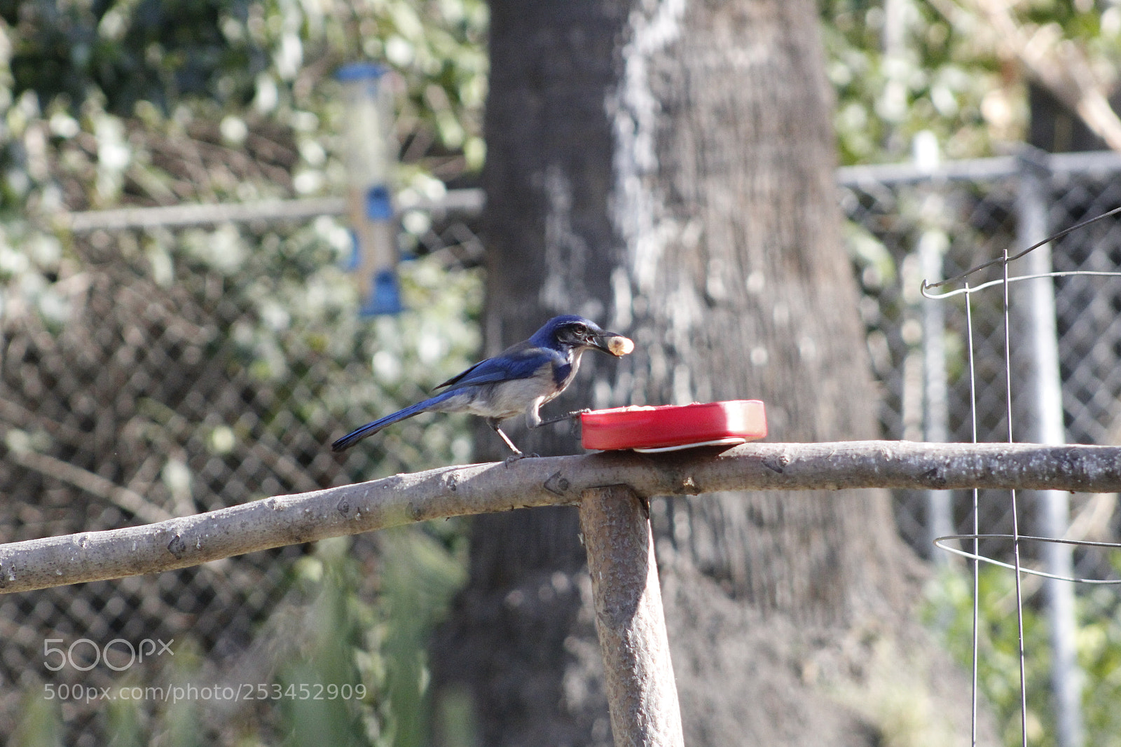Canon EF 75-300mm f/4-5.6 sample photo. Scrub jay selecting a photography