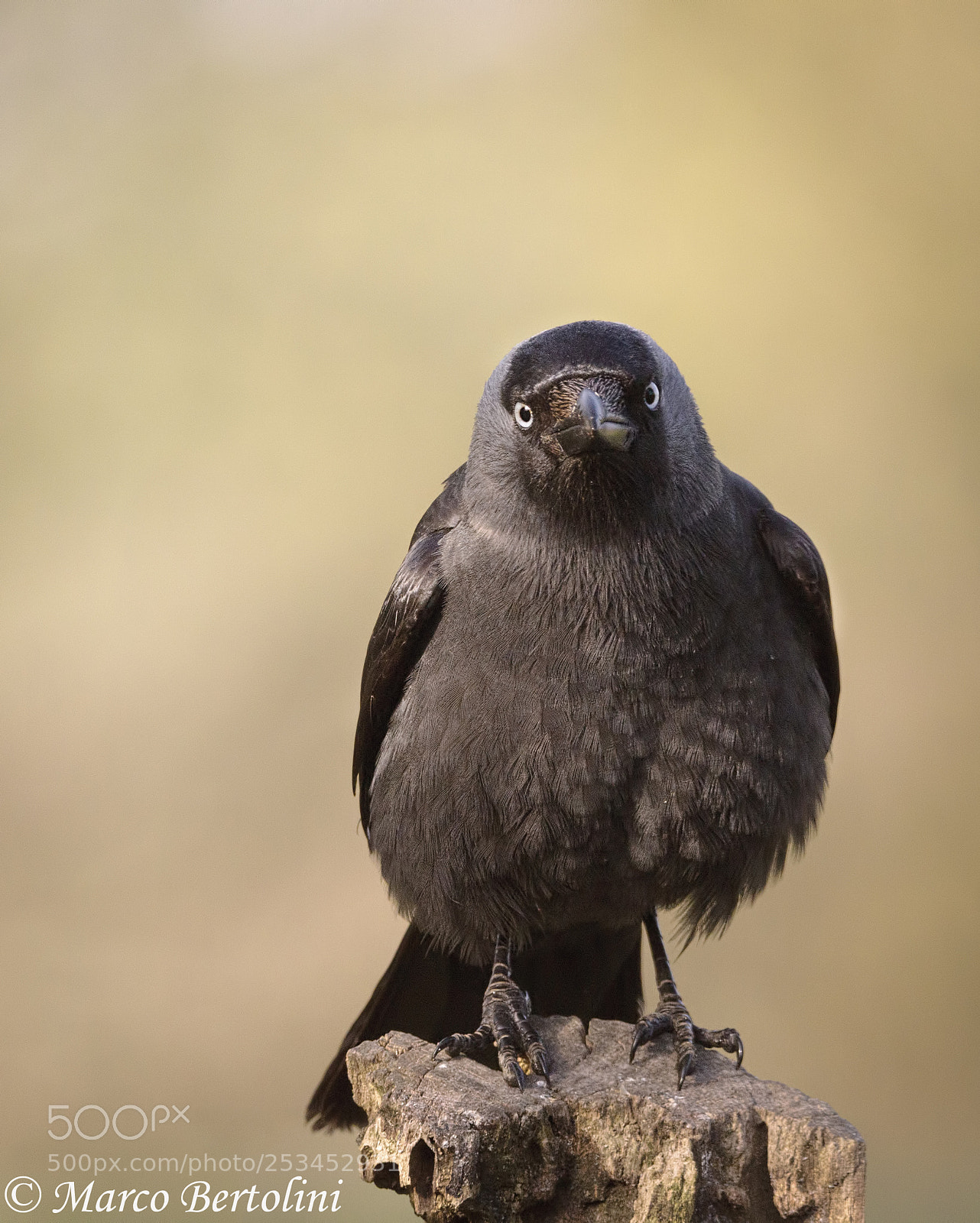 Canon EOS 80D sample photo. Curious jackdaw photography