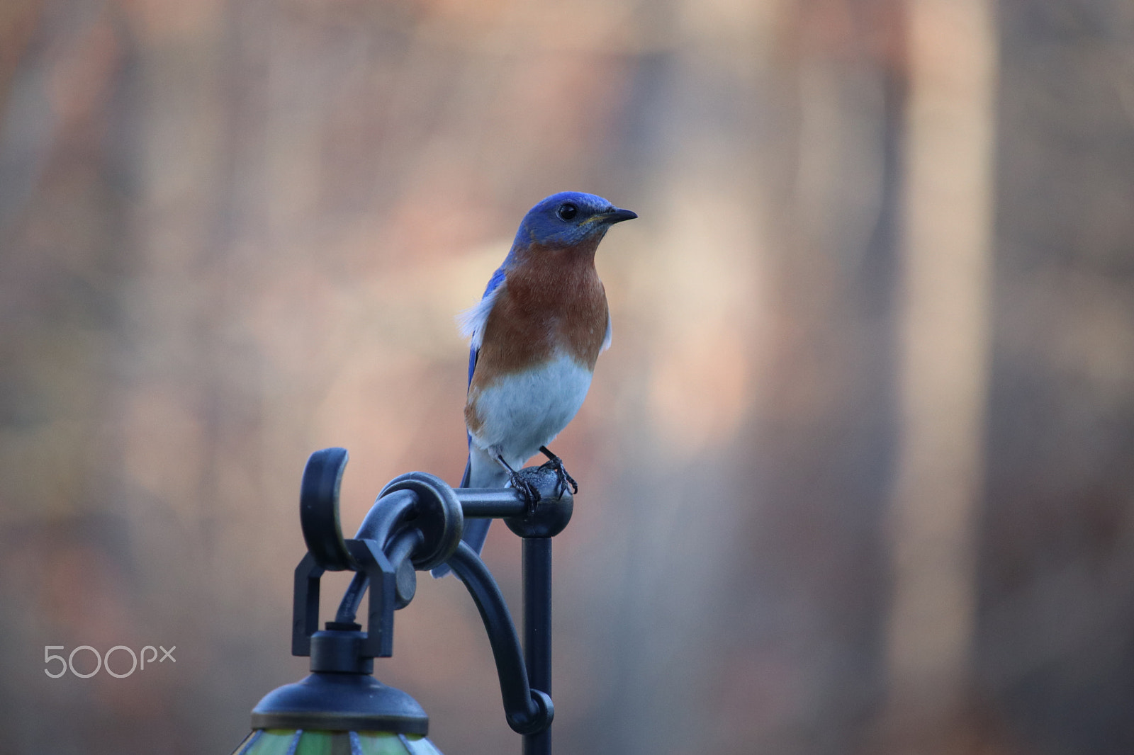 Canon EOS 80D + Canon EF-S 55-250mm F4-5.6 IS STM sample photo. Tennessee bluebird photography