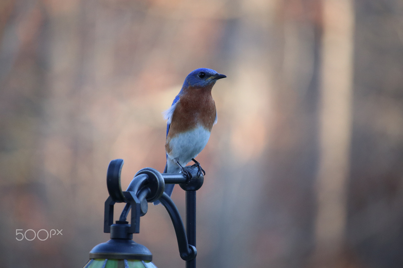 Canon EF-S 55-250mm F4-5.6 IS STM sample photo. Tennessee bluebird photography