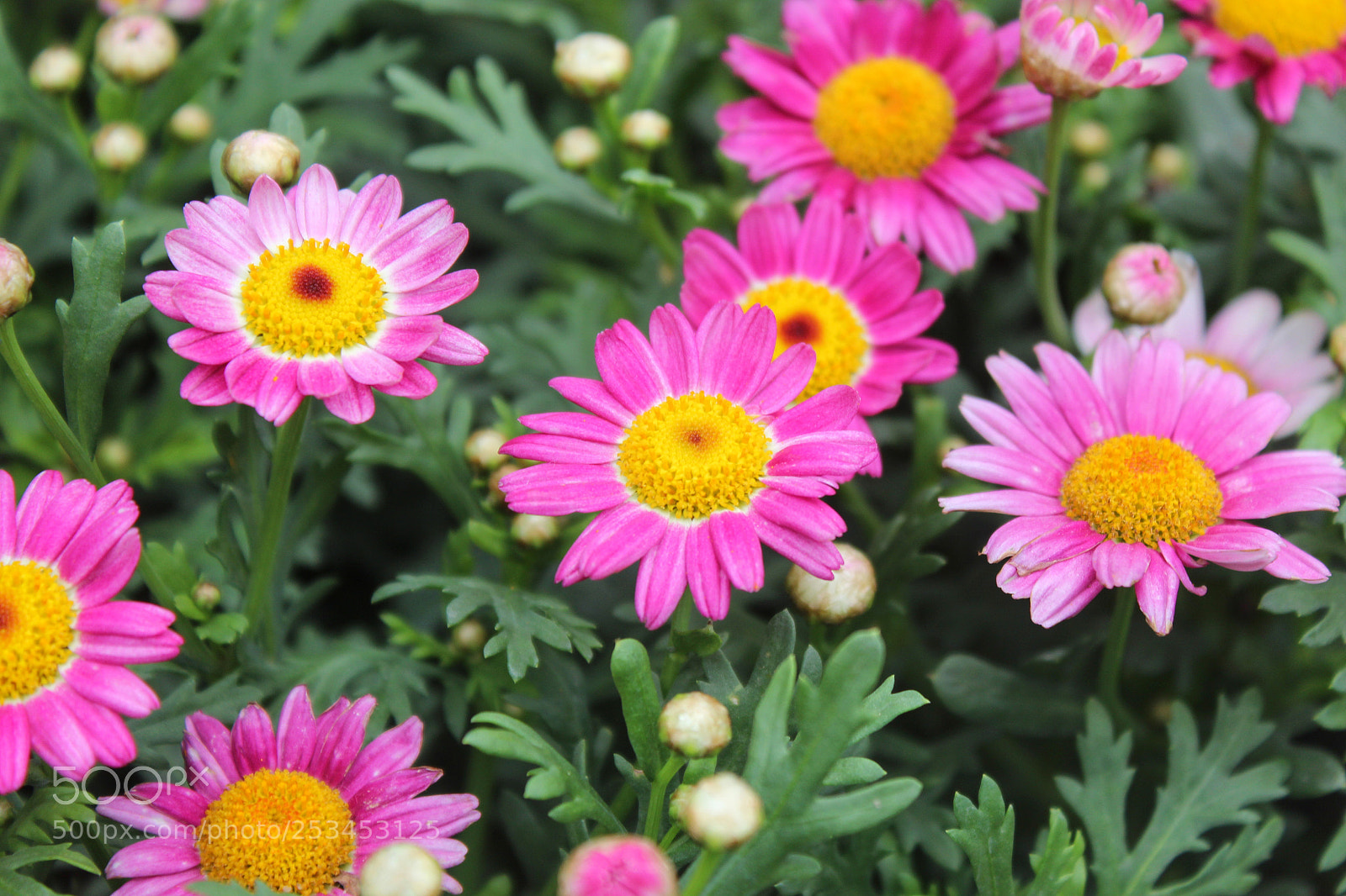 Canon EOS 600D (Rebel EOS T3i / EOS Kiss X5) sample photo. Flowers photography