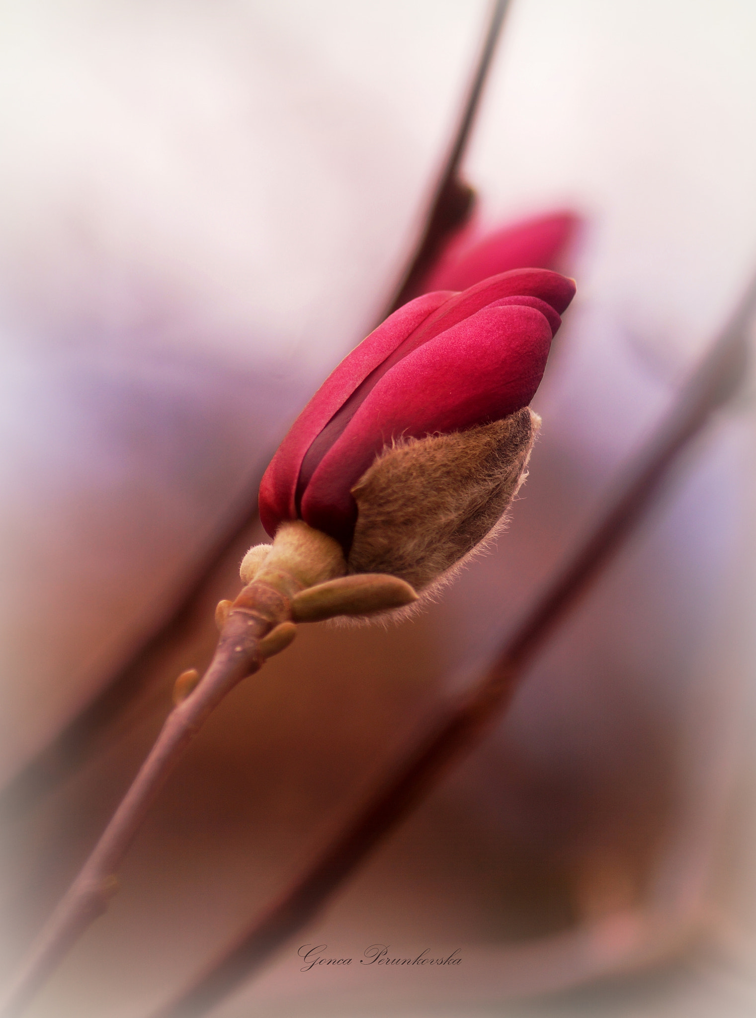 Sony DT 55-200mm F4-5.6 SAM sample photo. The red magnolia photography