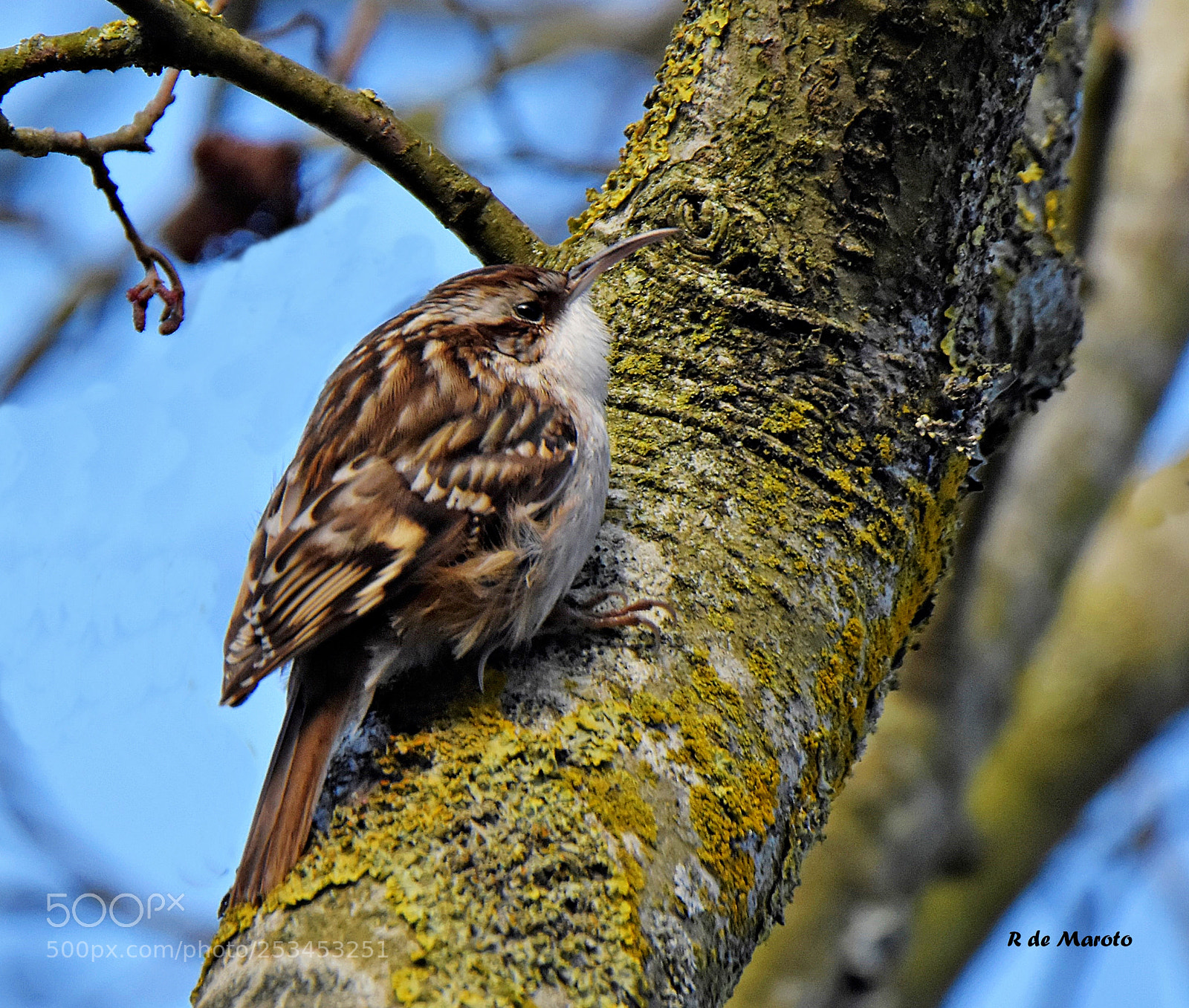 Nikon D7200 sample photo. Agateador jpg photography