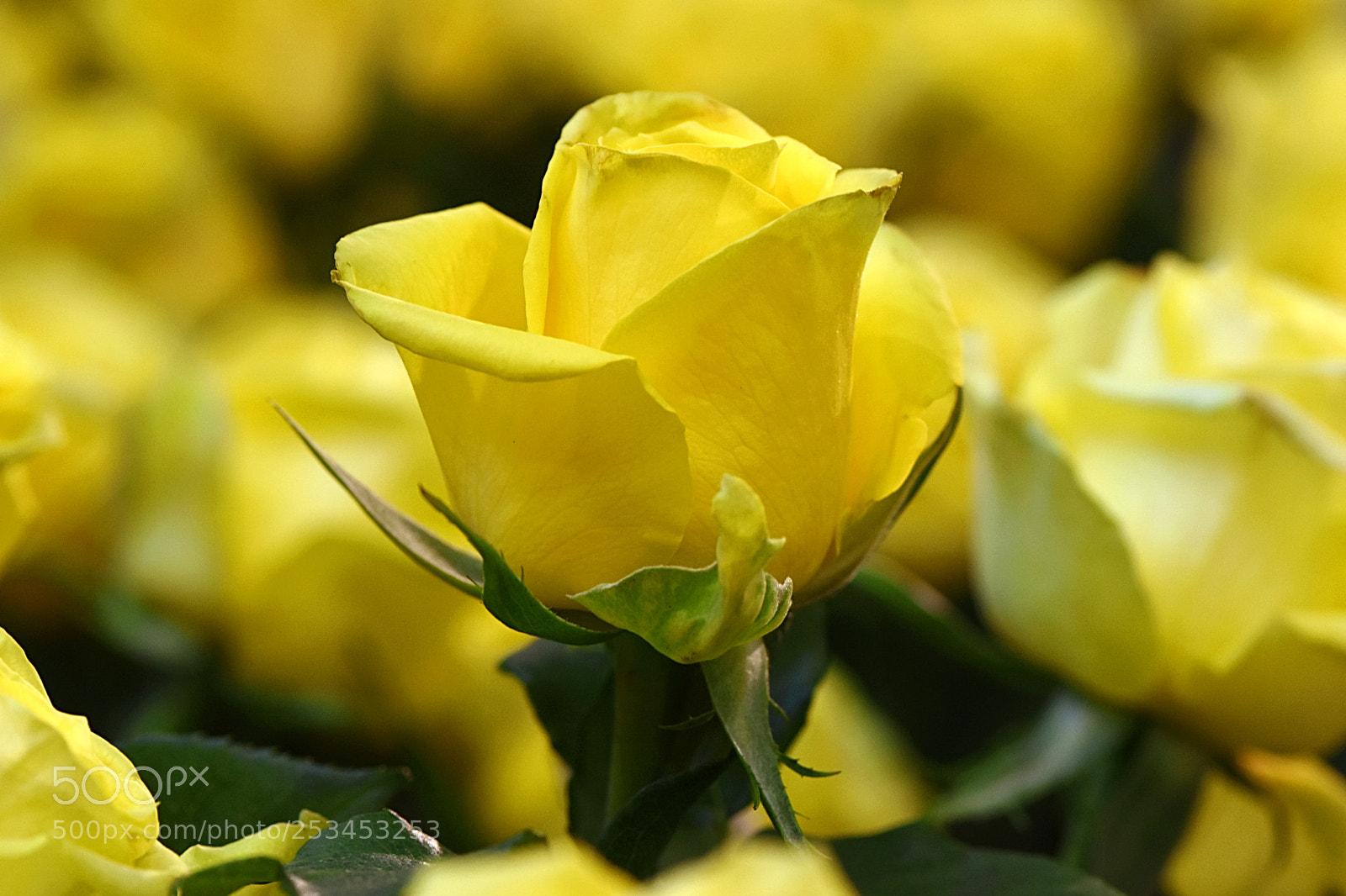 Nikon D5600 sample photo. Yellowish photography