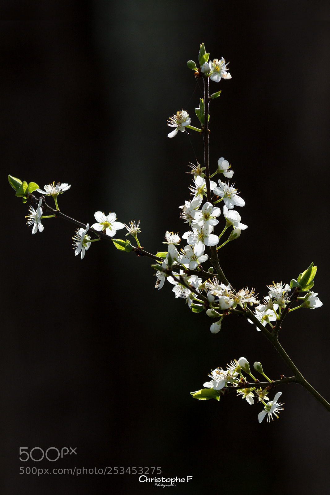 Canon EOS 60D sample photo. Zenitude photography