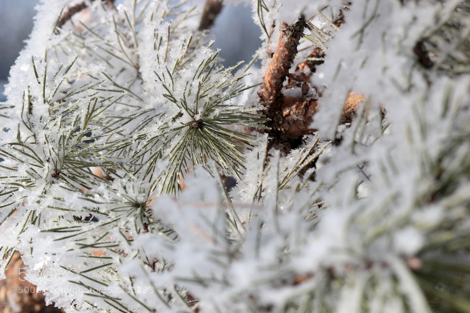 Canon EOS 550D (EOS Rebel T2i / EOS Kiss X4) sample photo. Pine tree photography