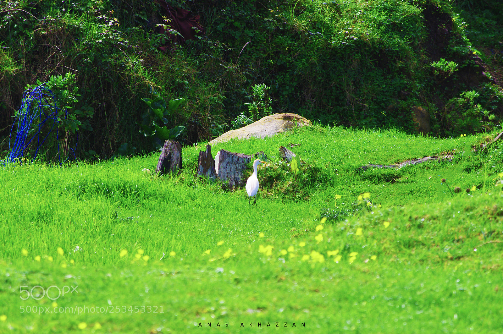 Pentax K-r sample photo. Sad bird photography