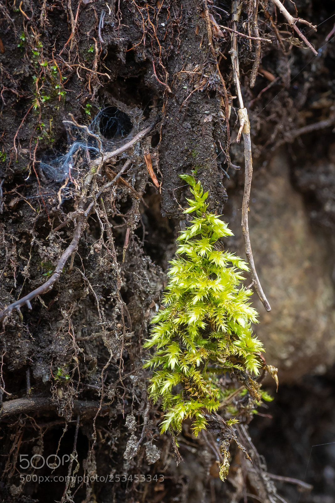 Olympus OM-D E-M1 Mark II sample photo. Small moss tree photography