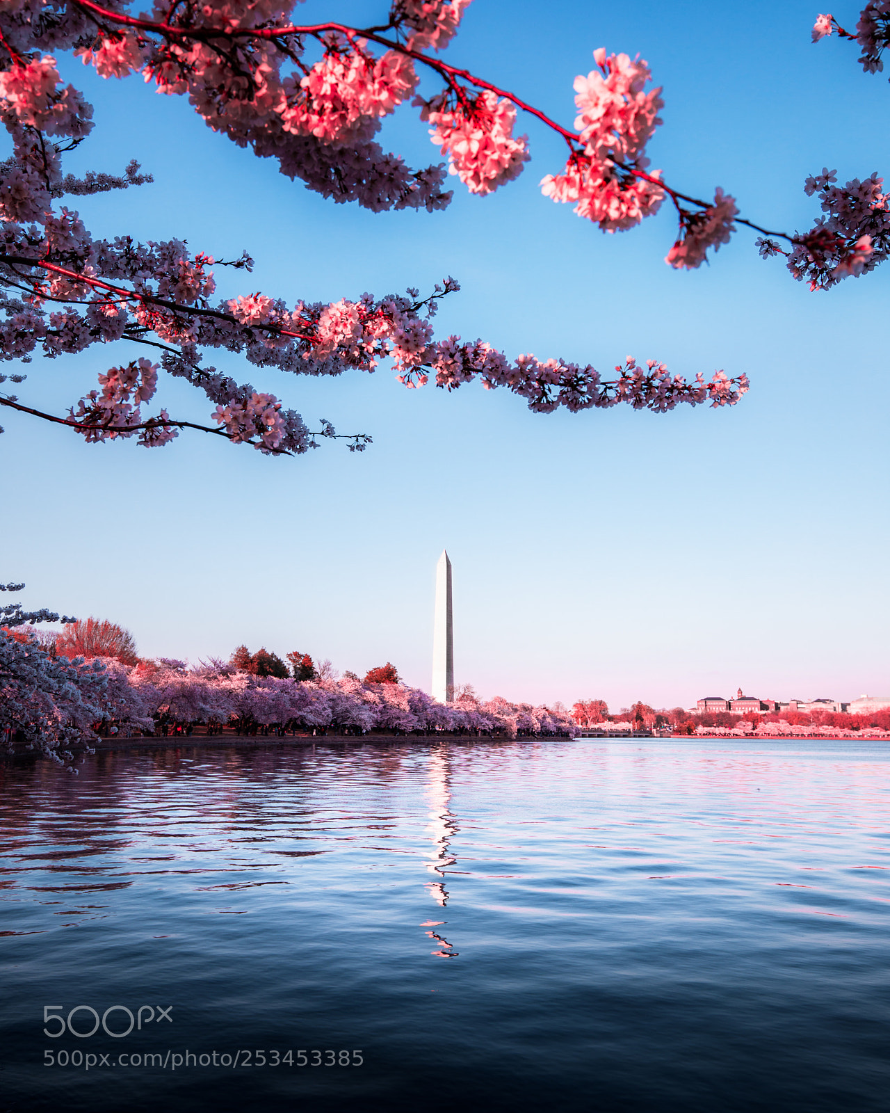 Canon EOS 5D Mark IV sample photo. Cherryblossomwmonument photography
