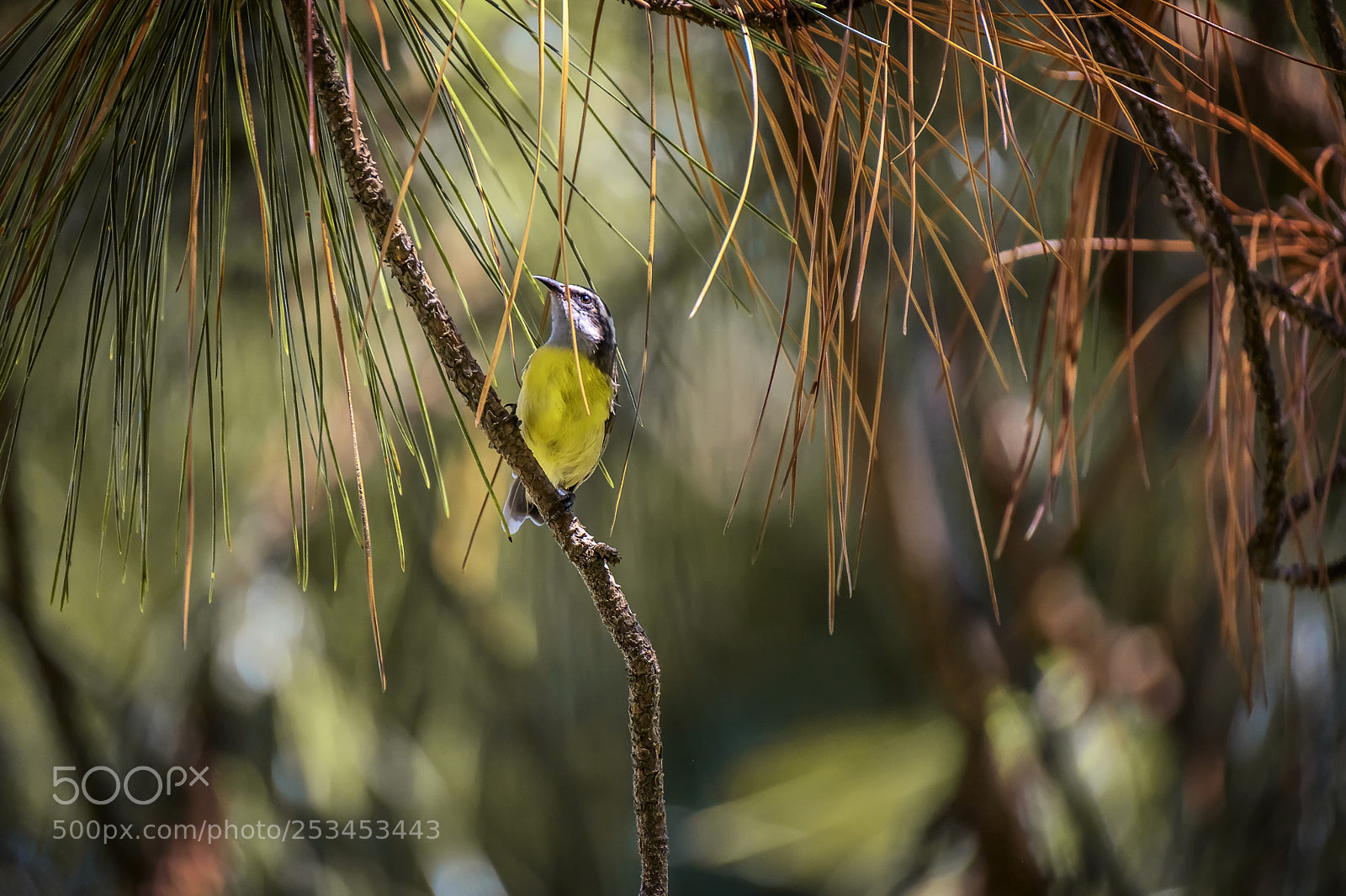 Fujifilm X-T2 sample photo. The cambacica (coereba flaveola) photography