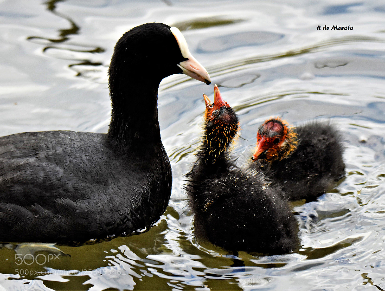 Nikon D7200 sample photo. Fochas abril photography