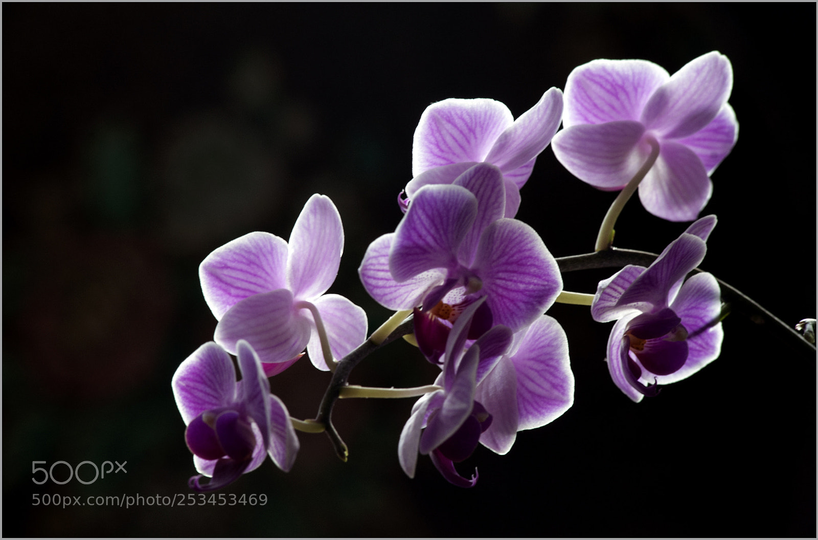 Nikon D700 sample photo. *** photography