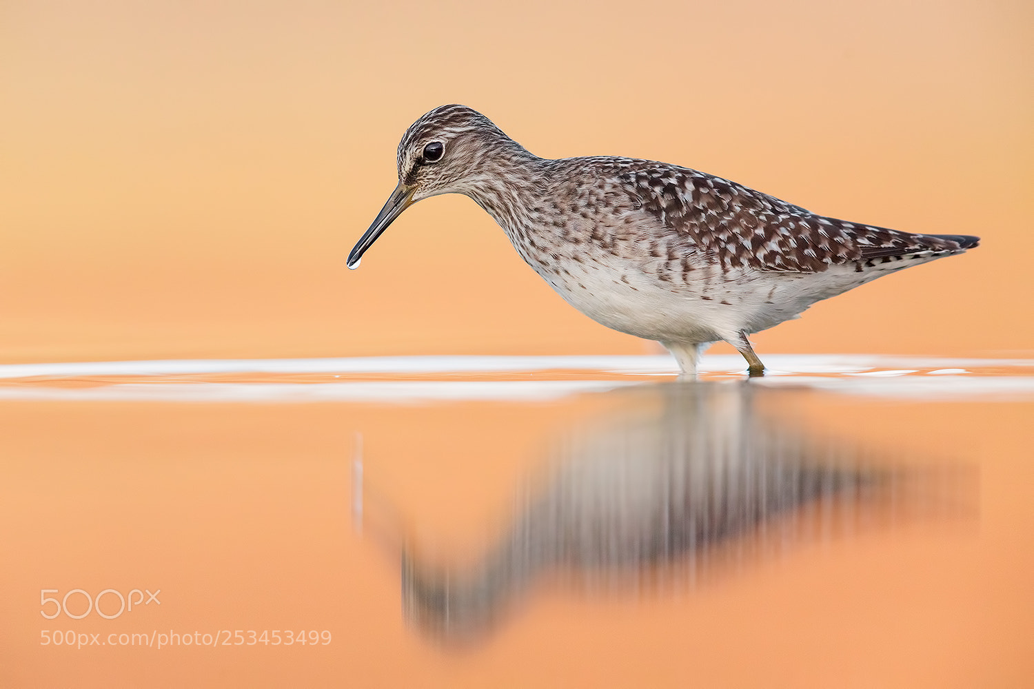 Canon EOS 5D Mark IV sample photo. Sandpiper dawn photography