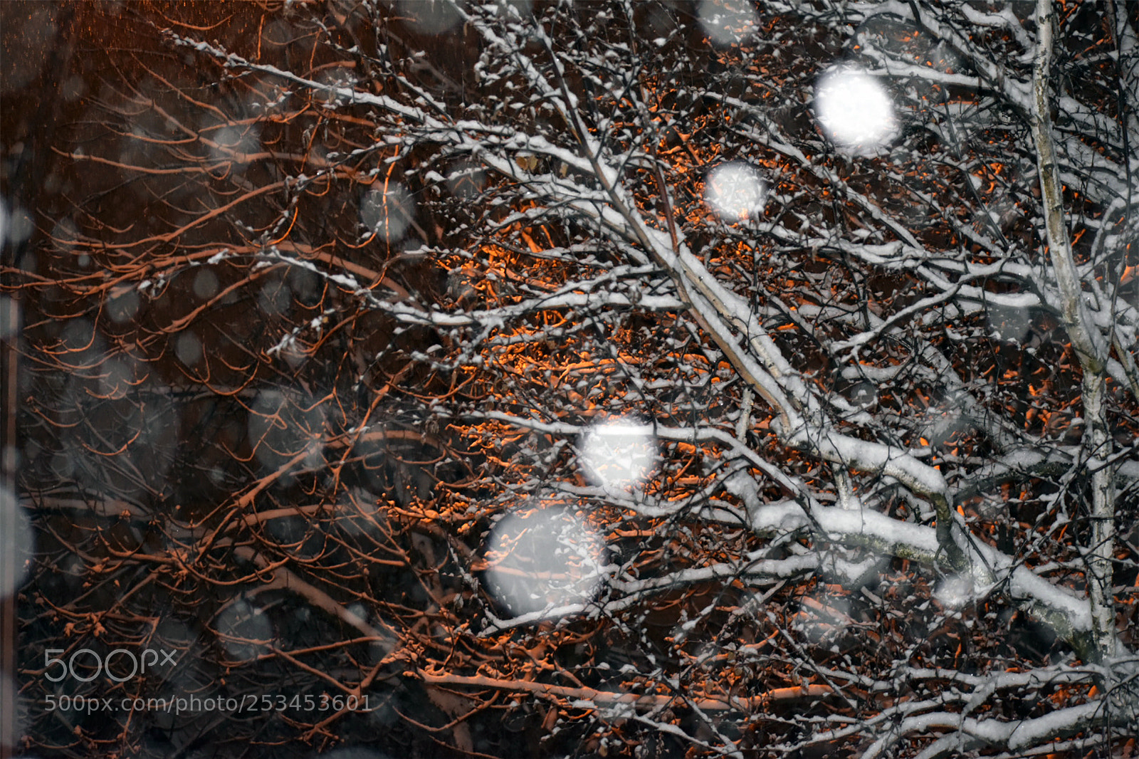 Nikon D3400 sample photo. Winter trees photography
