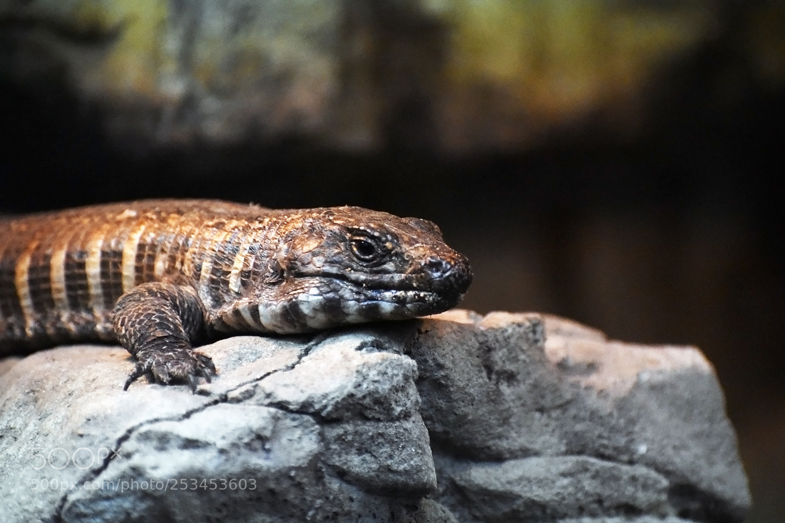 Nikon D3400 sample photo. Reptile close up photography