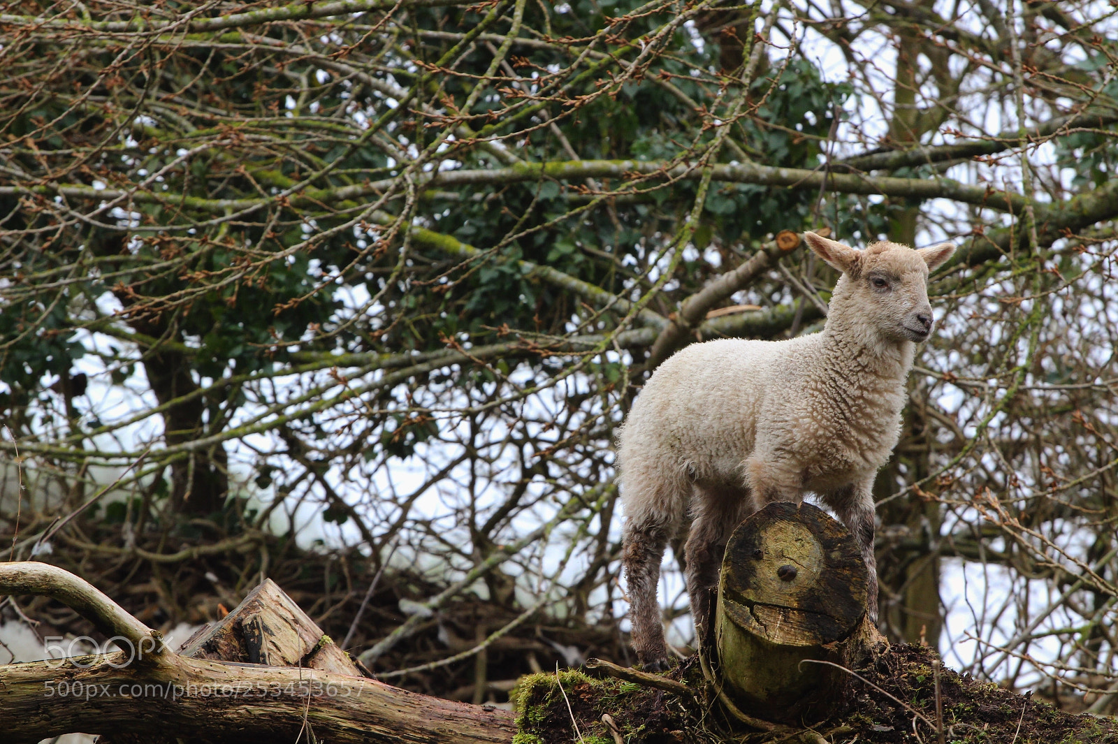 Canon EOS 1300D (EOS Rebel T6 / EOS Kiss X80) sample photo. Sheepish photography