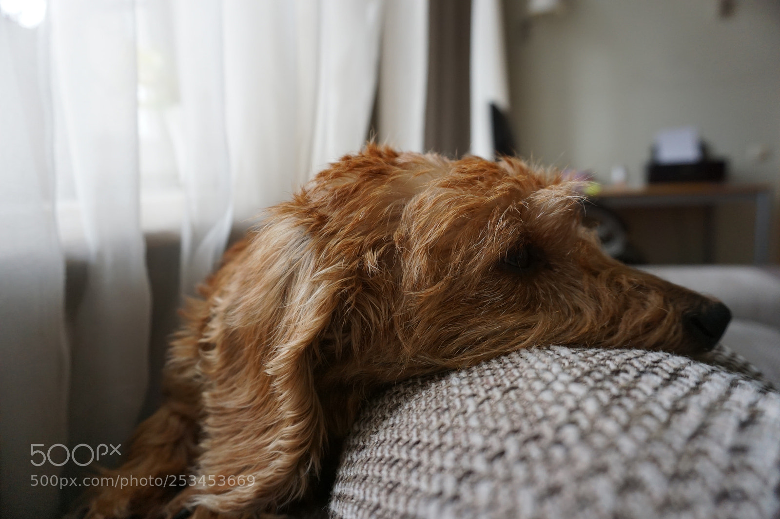 Sony a6000 sample photo. Dog's rest photography