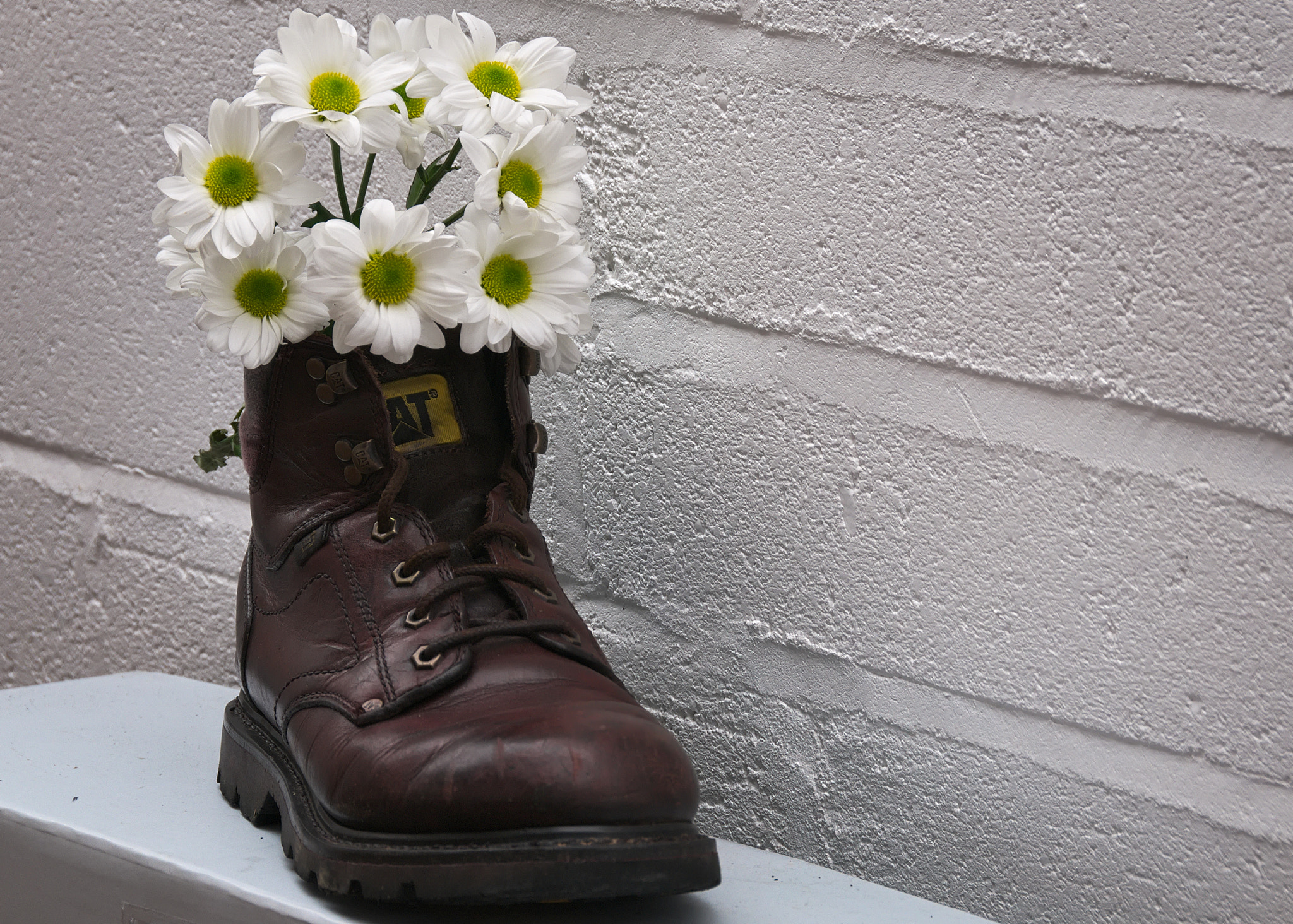 Nikon D300 sample photo. Flowers and a caterpillar photography