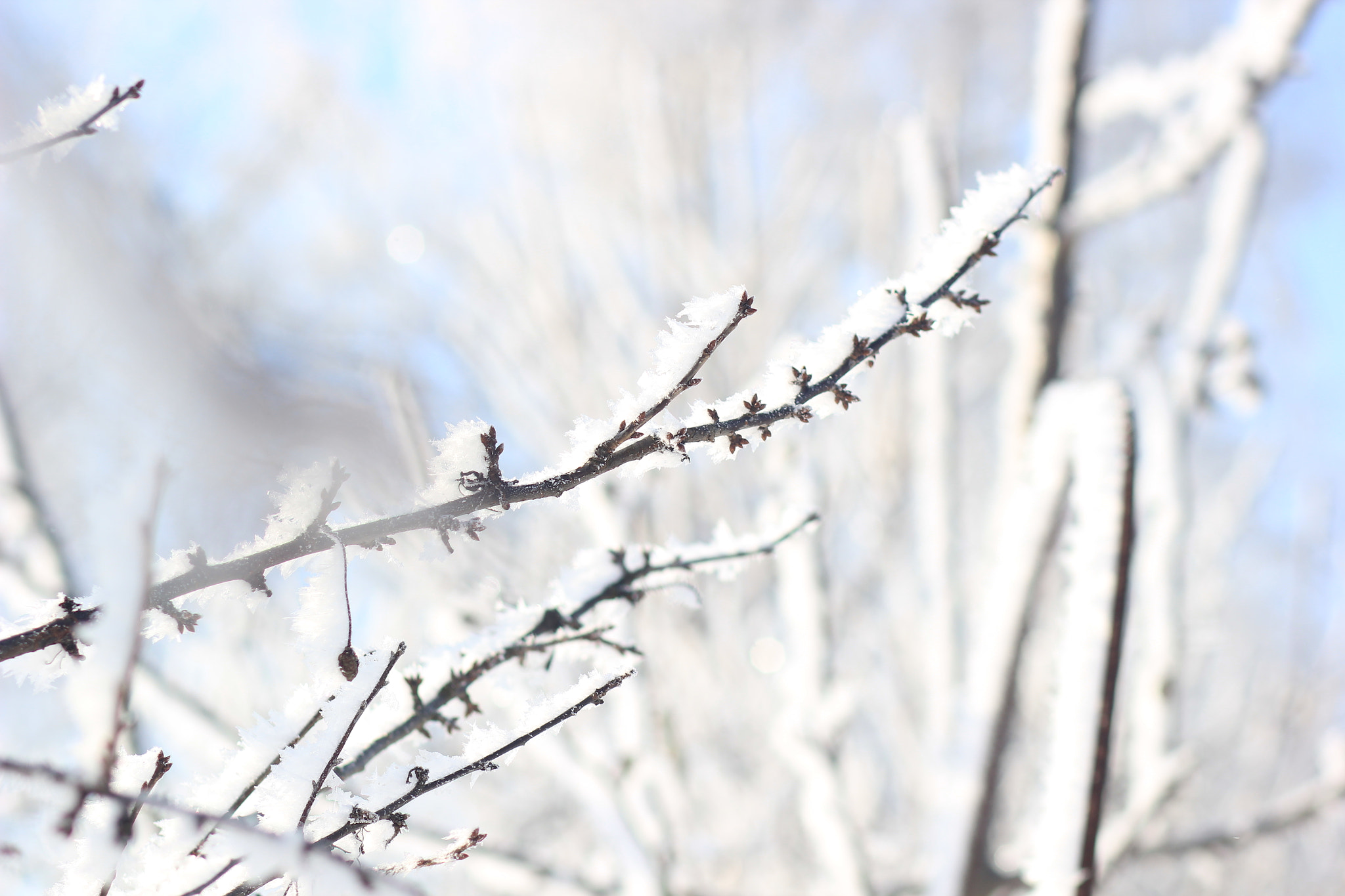 Canon EF 85mm F1.8 USM sample photo. March in russia photography