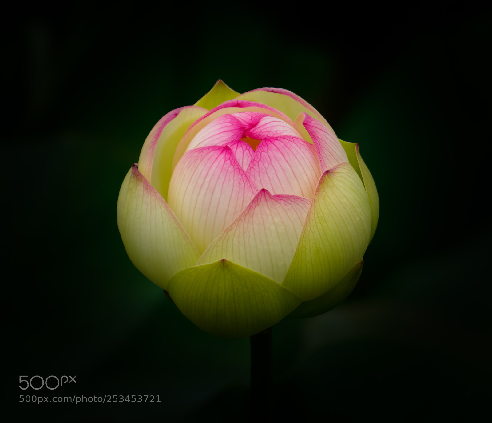 Sony a6000 sample photo. Pink beauty photography