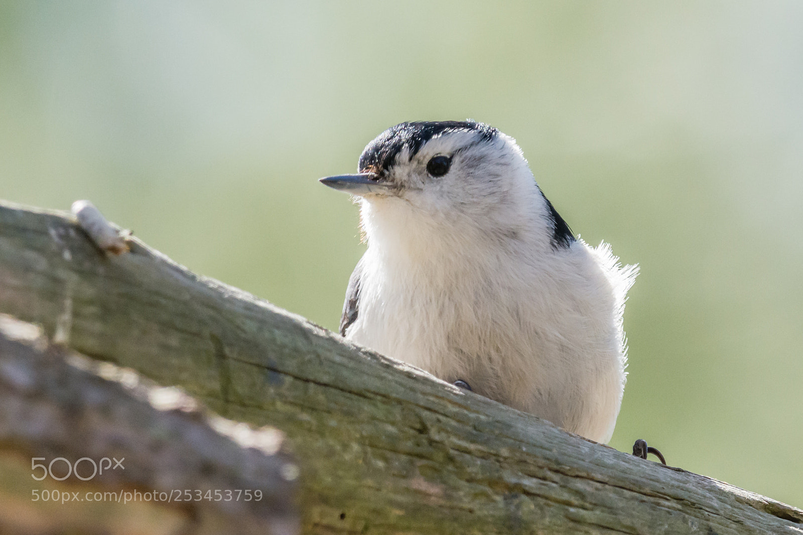 Nikon D7100 sample photo. Chickadee resting on a photography