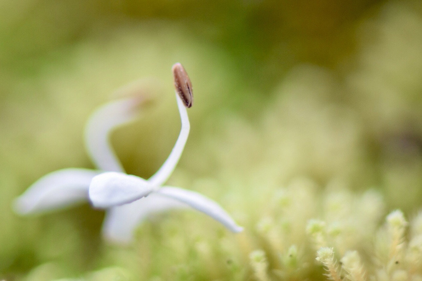 Nikon 1 V3 sample photo. Swan love photography