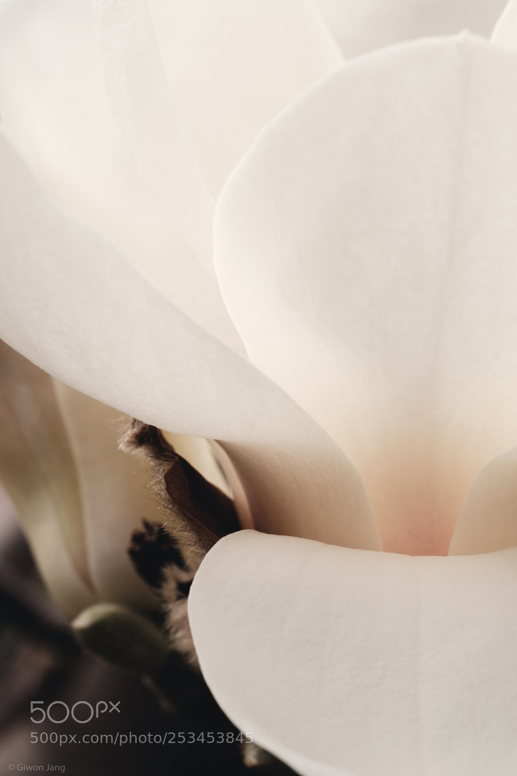 Fujifilm X-T1 sample photo. Magnolia photography