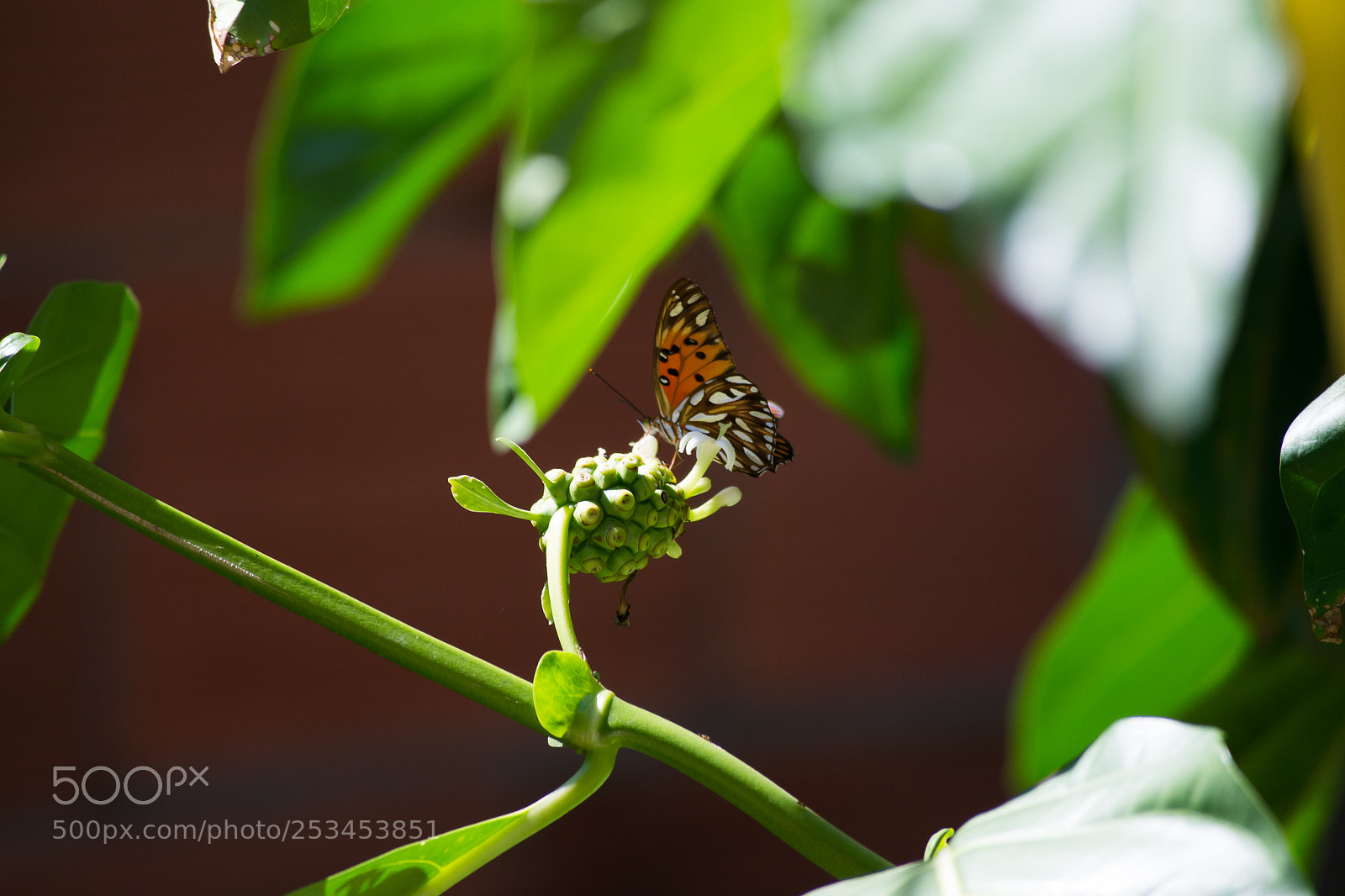 Nikon D3100 sample photo. Untitled photography