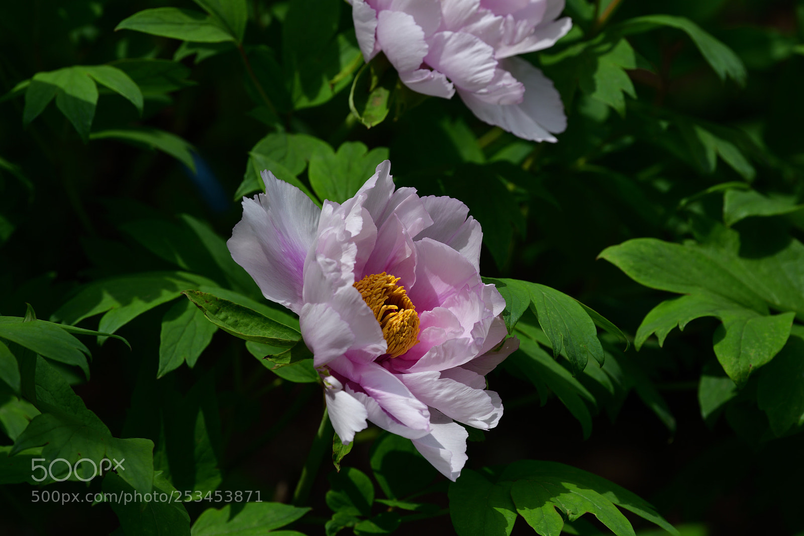 Nikon D850 sample photo. Peony photography