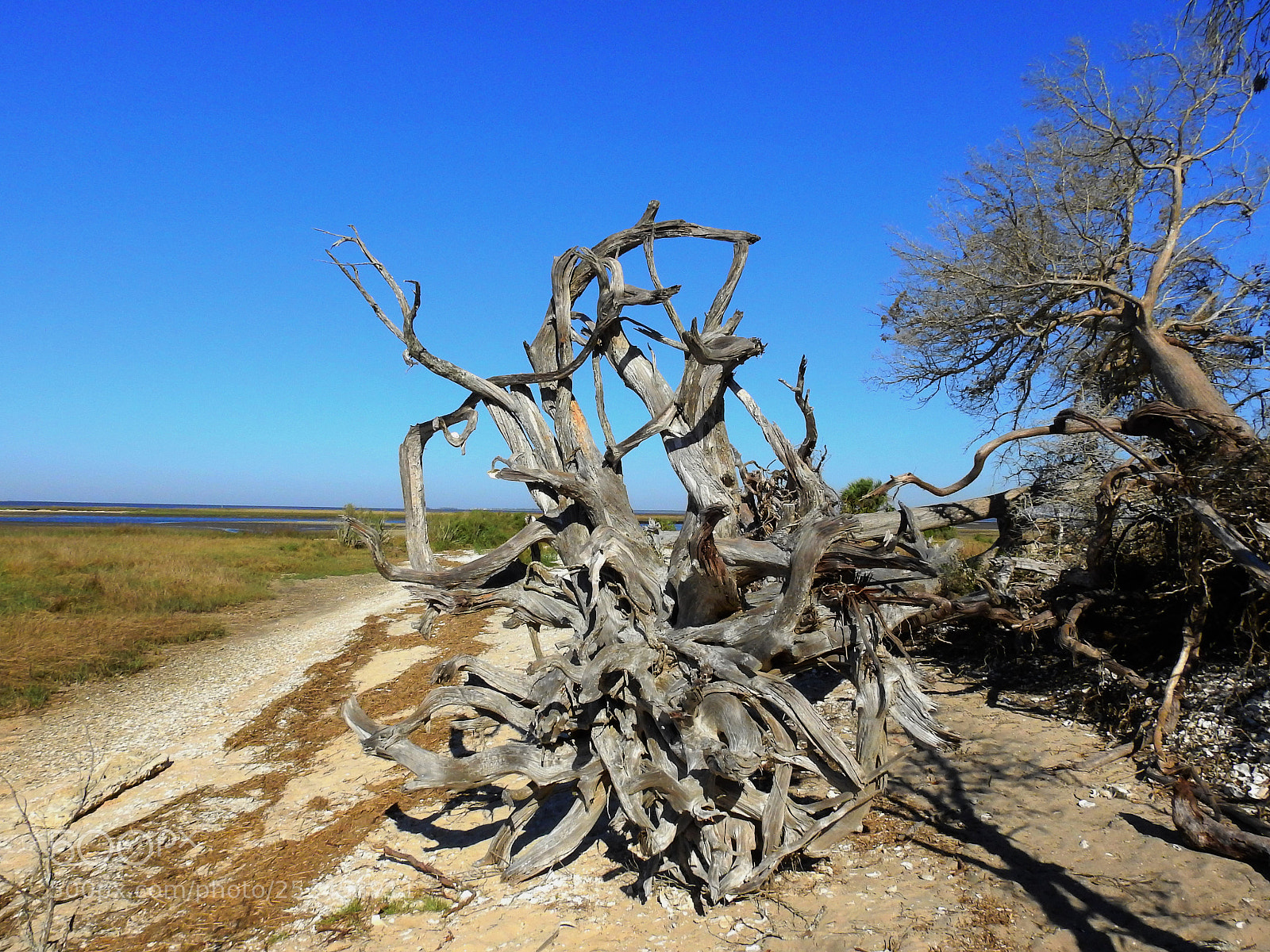 Nikon Coolpix P900 sample photo. Weathered roots photography