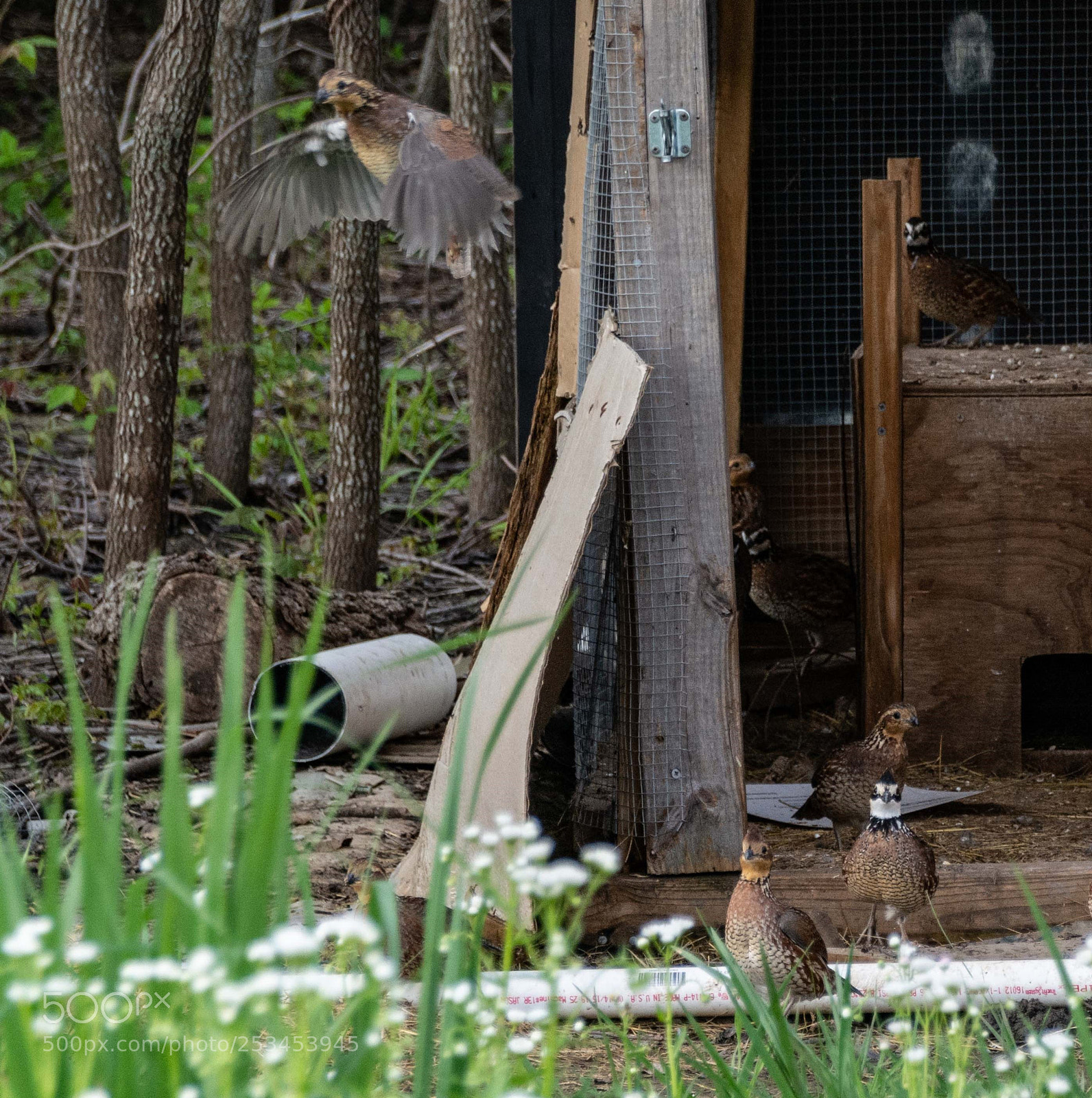 Nikon D7100 sample photo. Releasing the quail photography