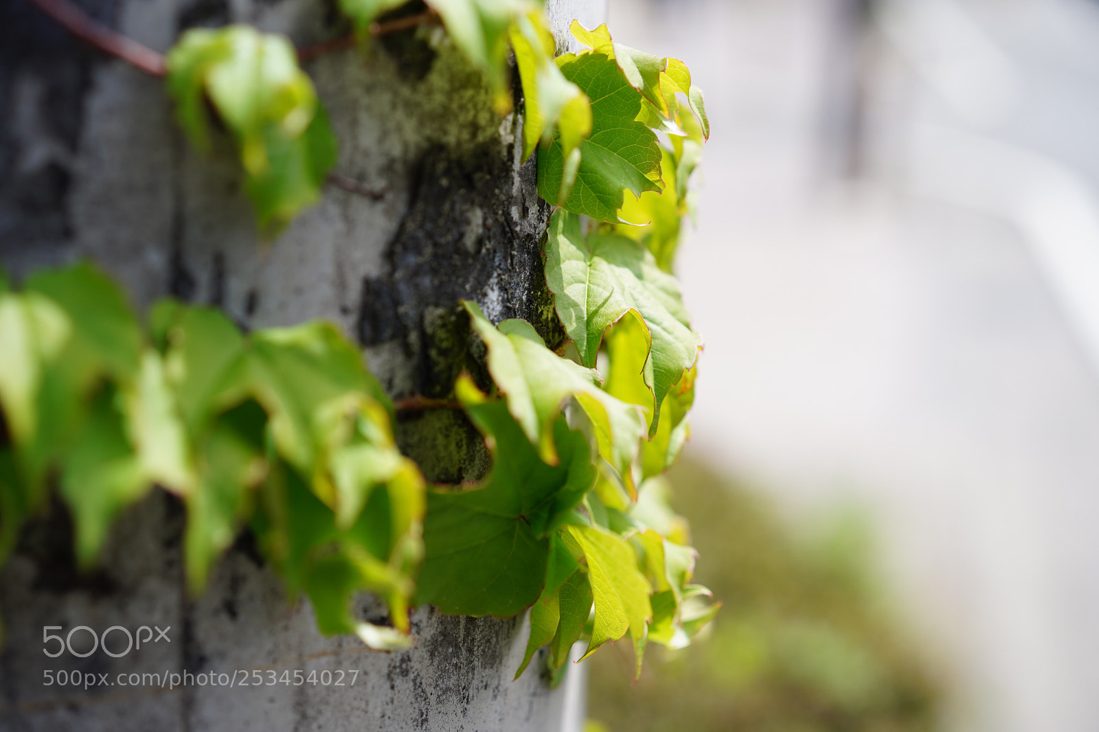 Sony a7 III sample photo. Struggling to live  photography